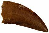 Serrated Raptor Tooth - Real Dinosaur Tooth #298160-1